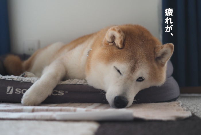 6日ブログ６