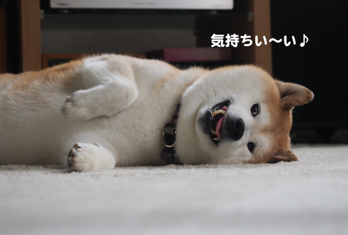 11日夕ブログ４