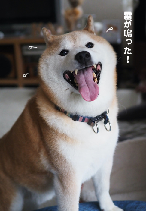 6日夕ブログ５