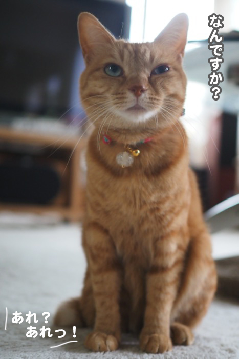 17日夕ブログ３