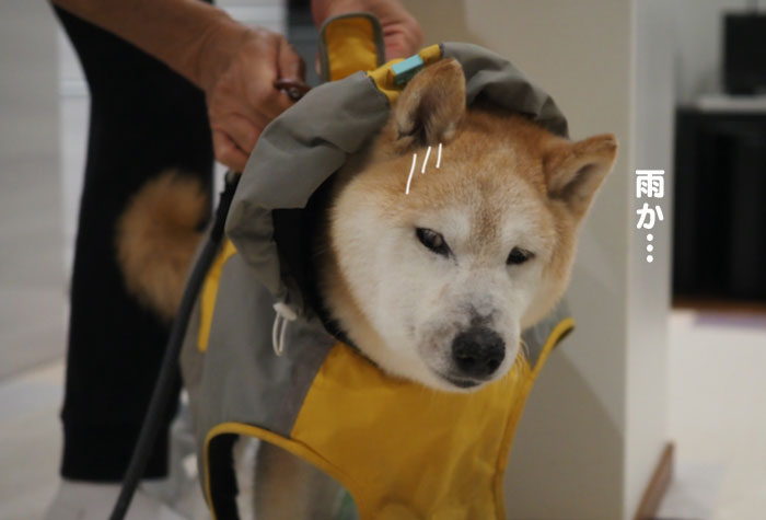 6日夕ブログ４