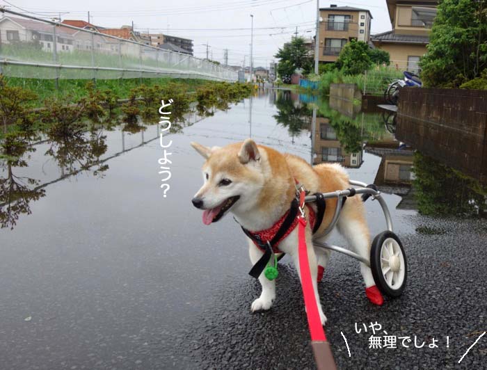 4日夕ブログ３