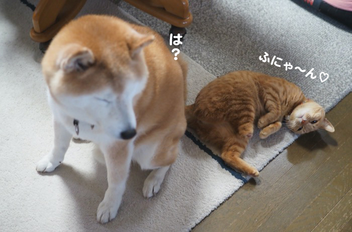 21日夕ブログ３