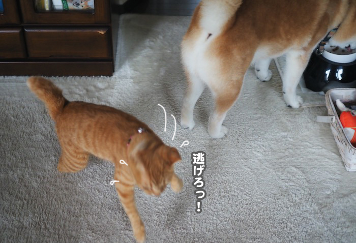 9日夕ブログ９