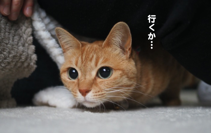 20日夕ブログ７