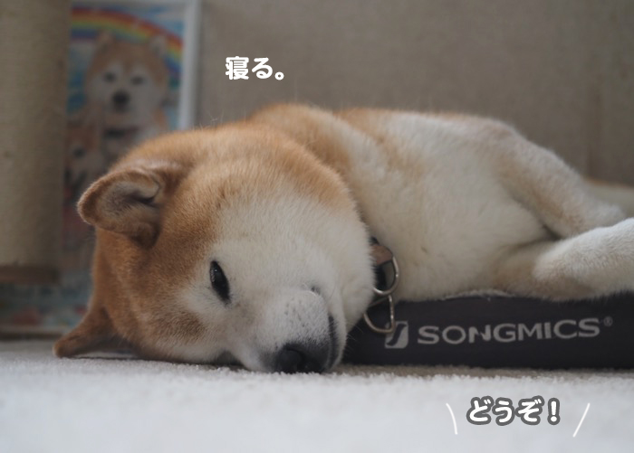9日夕ブログ5
