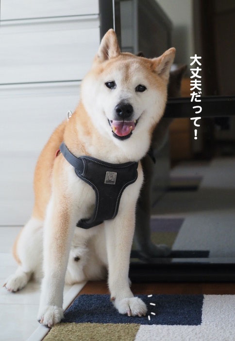 26日夕ブログ3