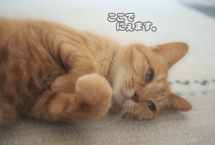 22日夕ブログ６