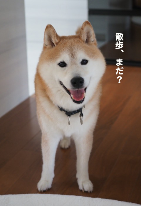 29日夕ブログ２