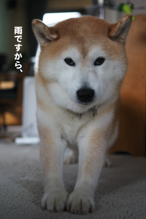 14日夕ブログ３