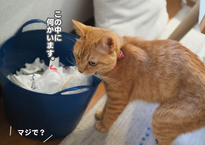 3日夕ブログ３