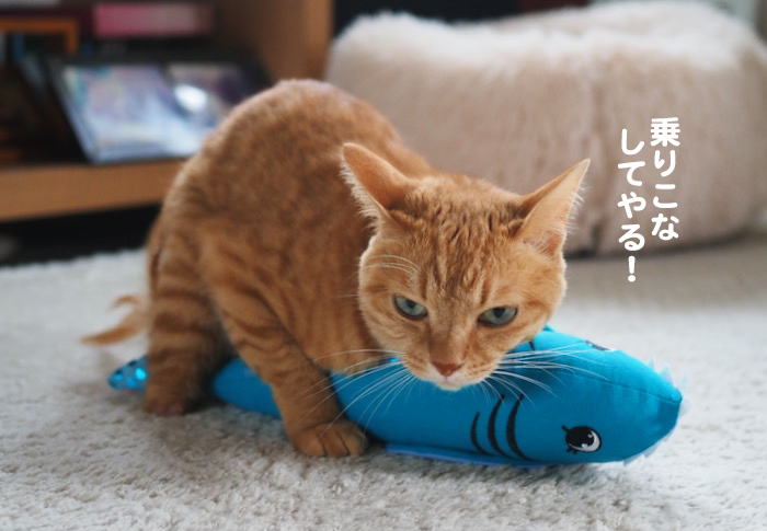 12日夕ブログ６