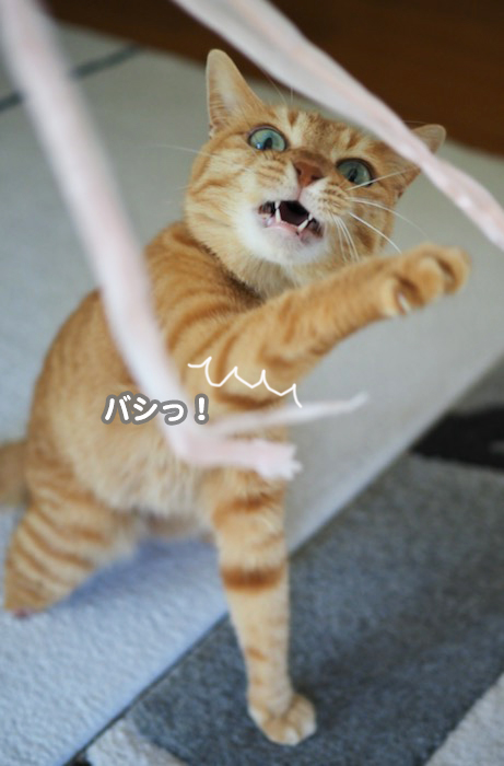 16日夕ブログ６