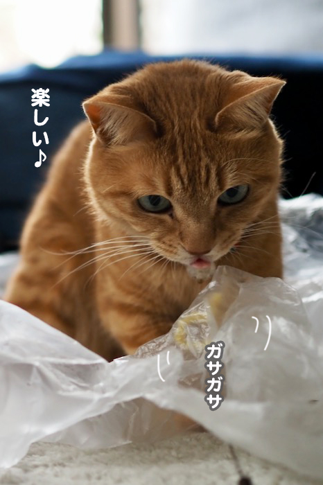 18日夕ブログ7