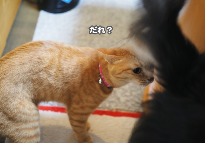 13日夕ブログ３