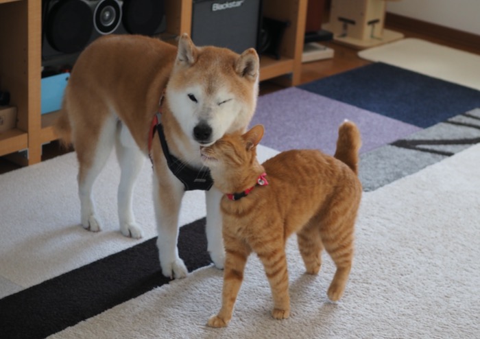29日夕用4