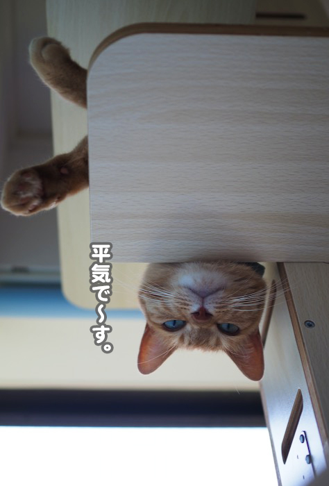 18日夕ブログ７