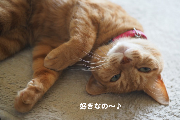 24日夕ブログ7