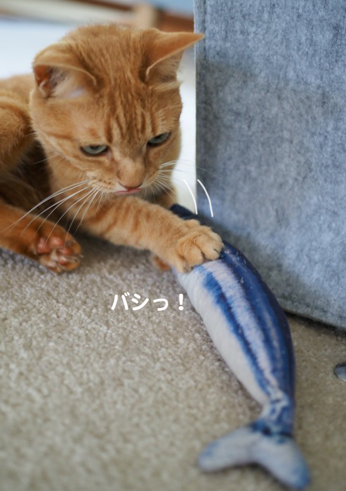 17日夕ブログ４