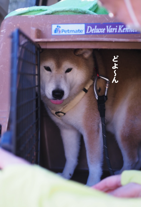 20日夕ブログ７