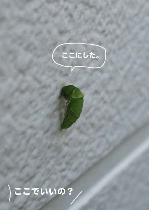24日夕ブログ5