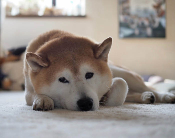 11日夕ブログ１