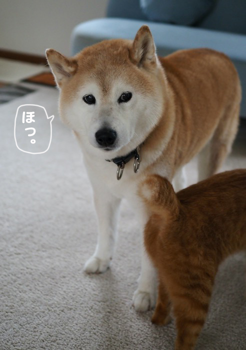11日夕ブログ９
