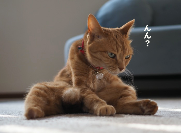 11日夕ブログ３