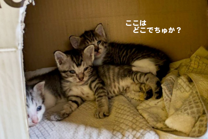 14日夕ブログ3