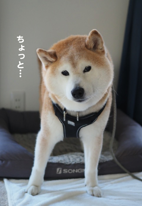 30日ブログ2