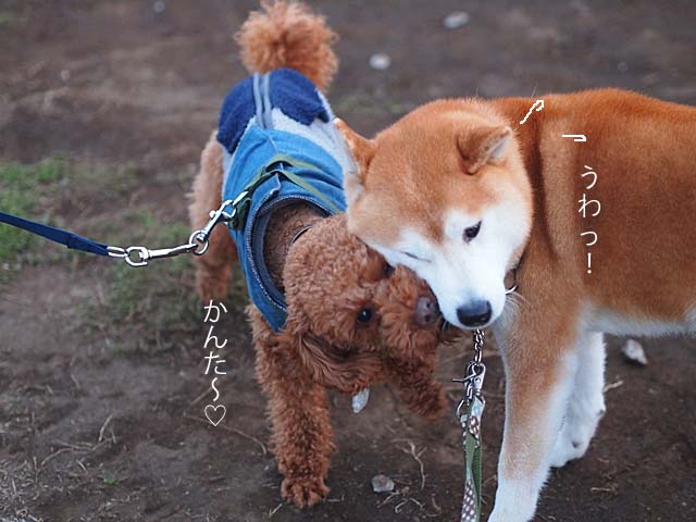 19日ブログ4