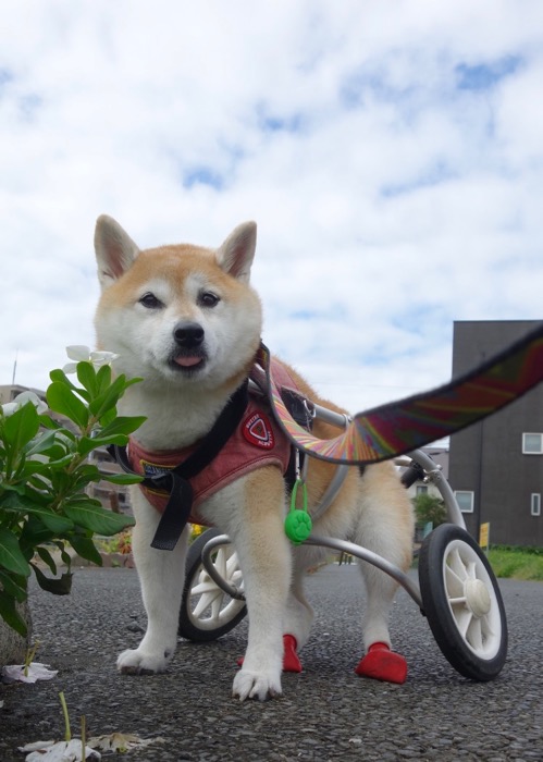 11日用１