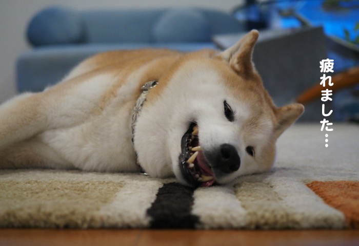 26日夕ブログ6