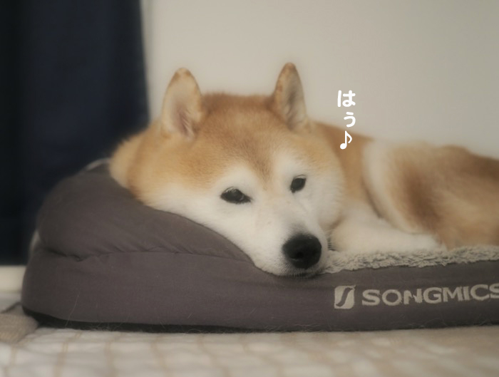 20日夕ブログ４