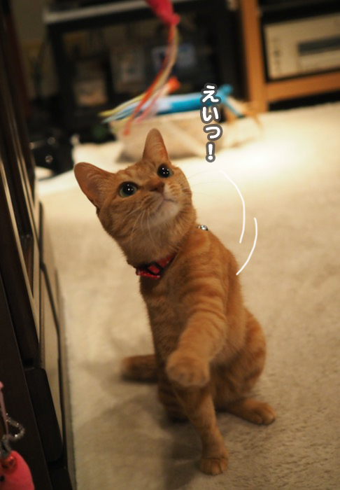 30日夕ブログ４