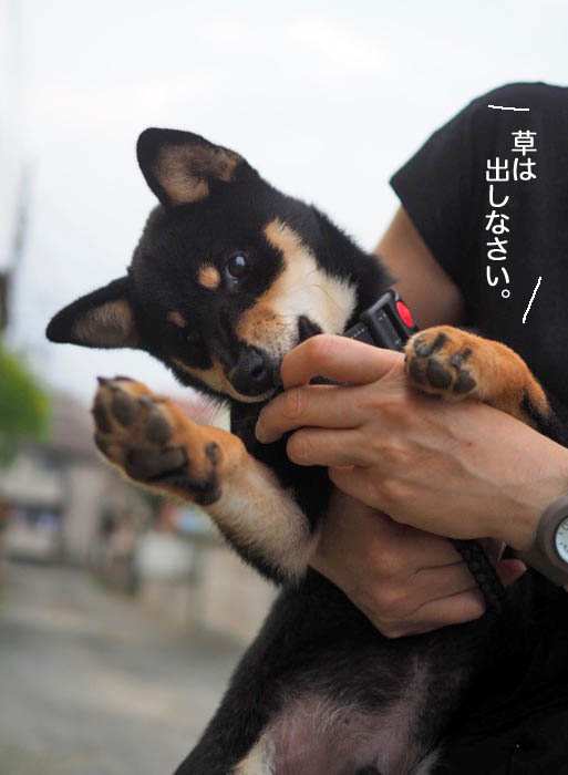 30日ブログ２