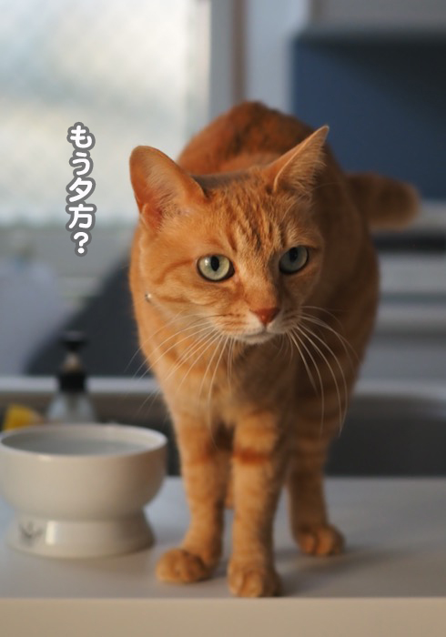 16日夕ブログ２