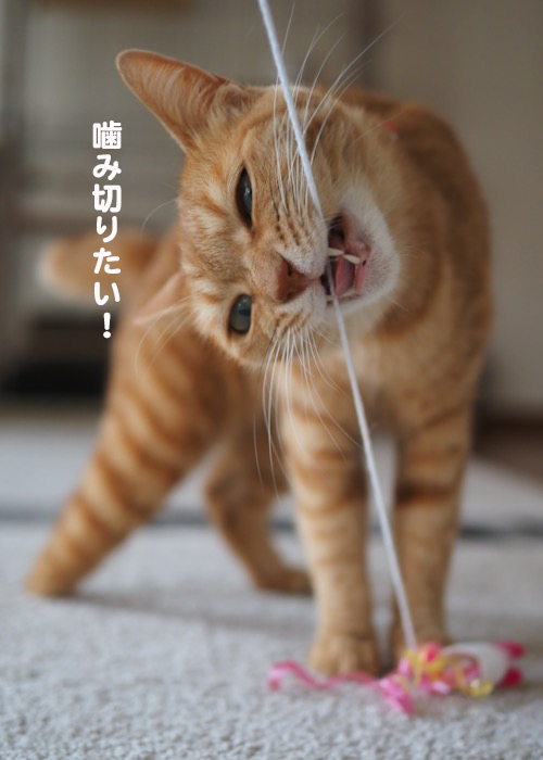 23日夕ブログ8