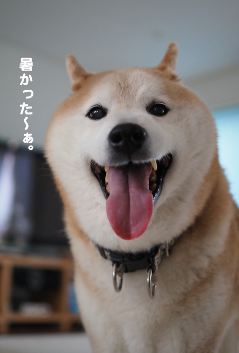 27日夕ブログ7