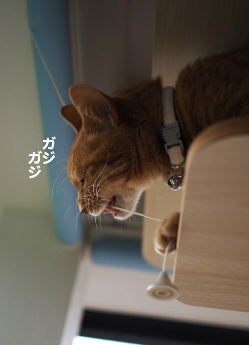 1日夕ブログ９