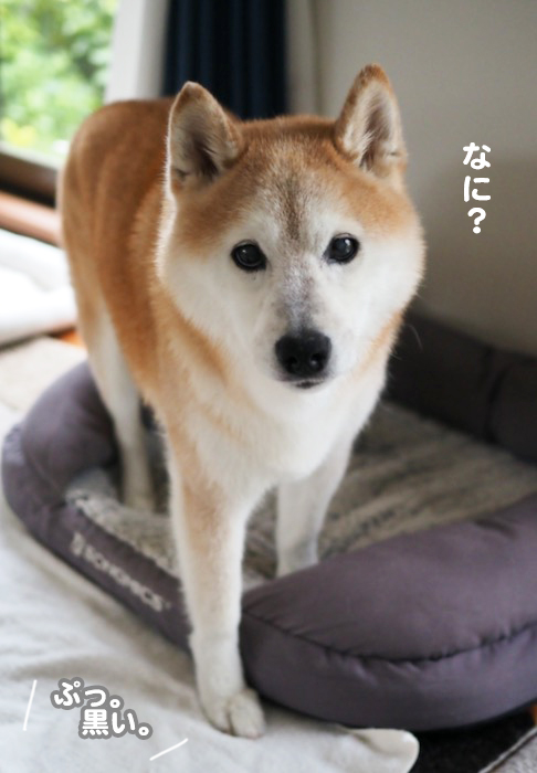 13日の夕ブログ５