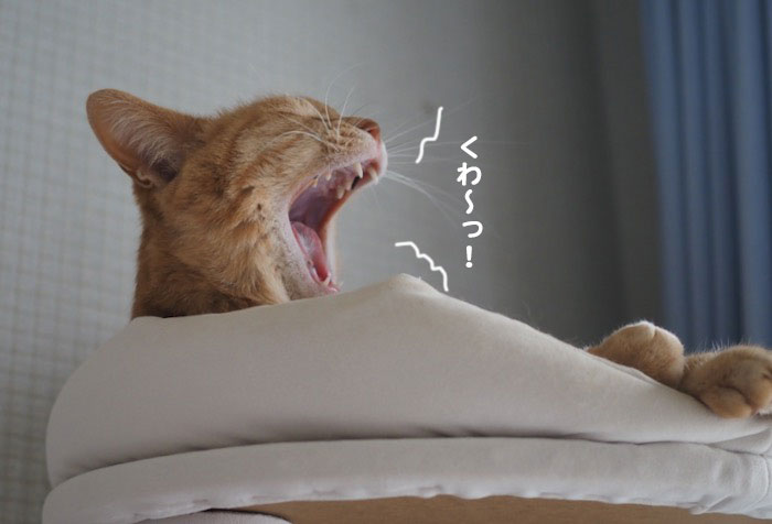 8日夕ブログ５