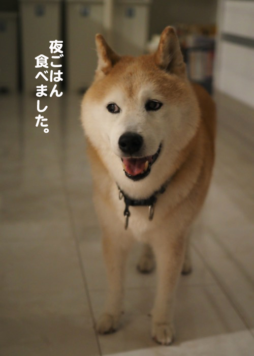30日夕ブログ2