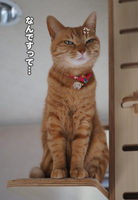 11日夕ブログ３