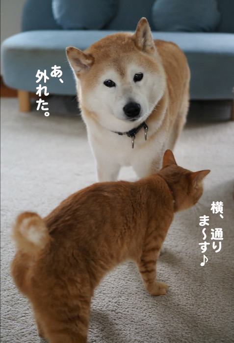 11日夕ブログ８