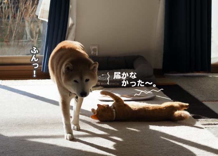 28日夕ブログ８
