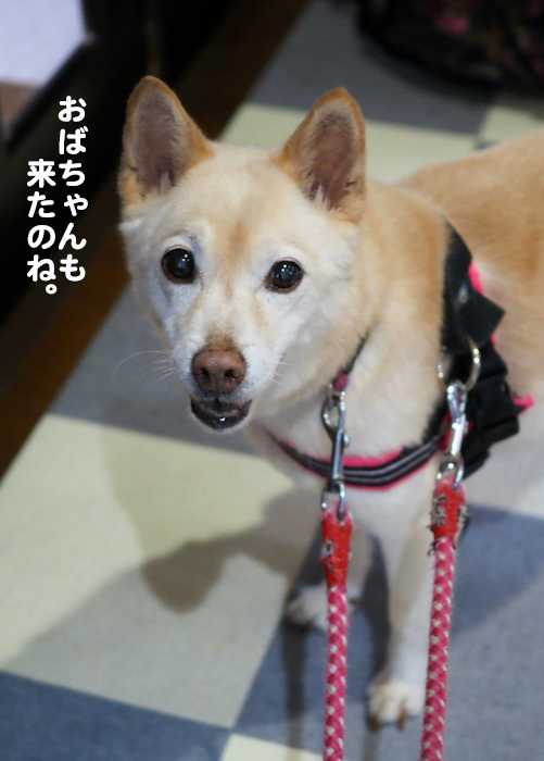 26日夕ブログ４