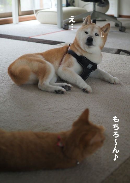 4日夕ブログ４