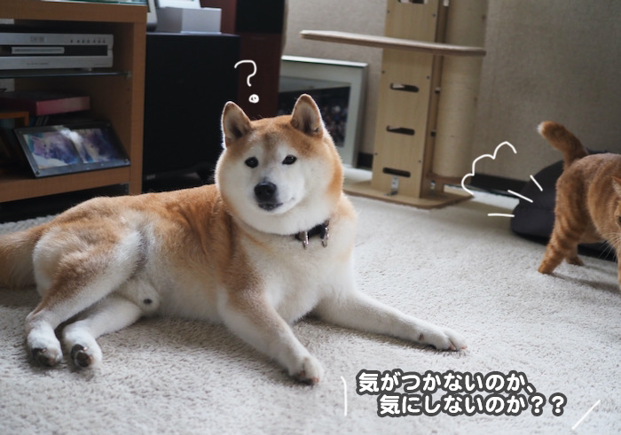 27日夕ブログ６