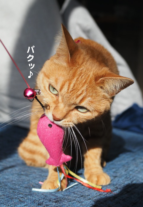 28日夕ブログ７